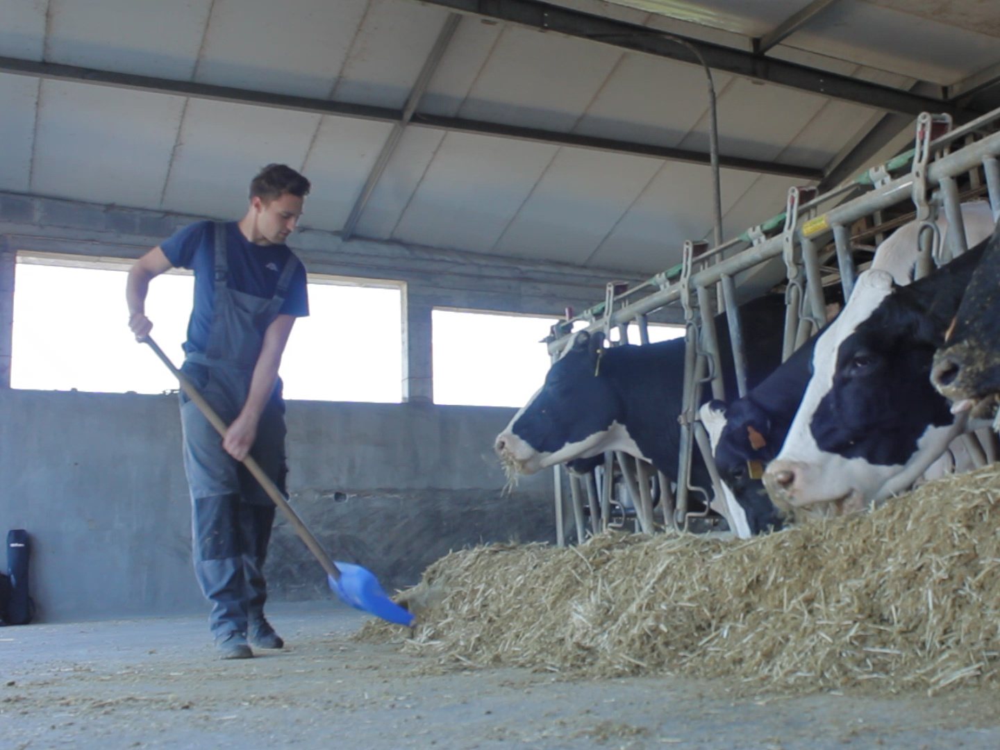 Estagiário de agricultura a alimentar vacas num estábulo (imagem de um vídeo da BragaMob)