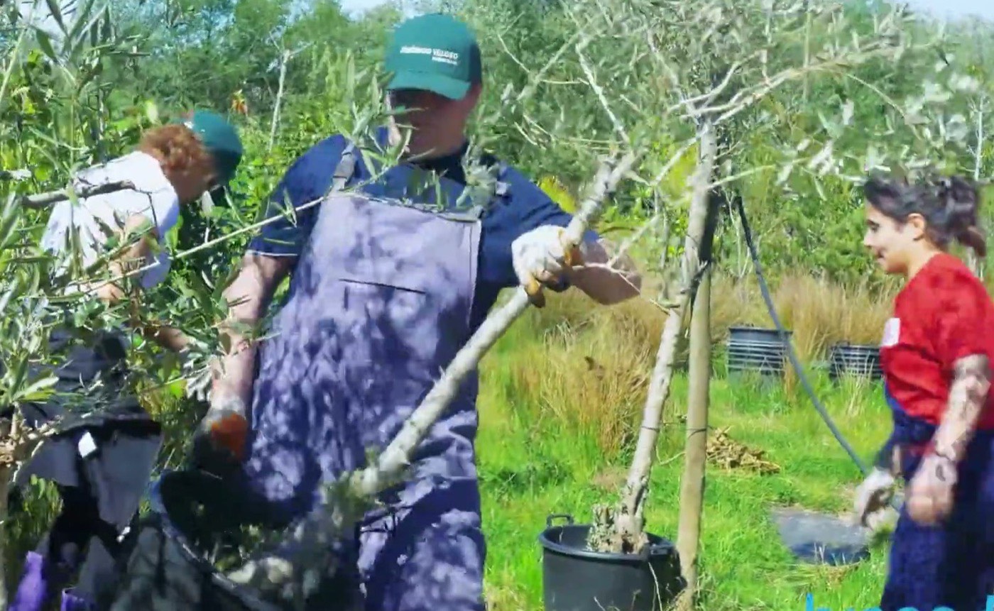 Estagiários a podar oliveiras numa quinta (imagem do vídeo da BragaMob)
